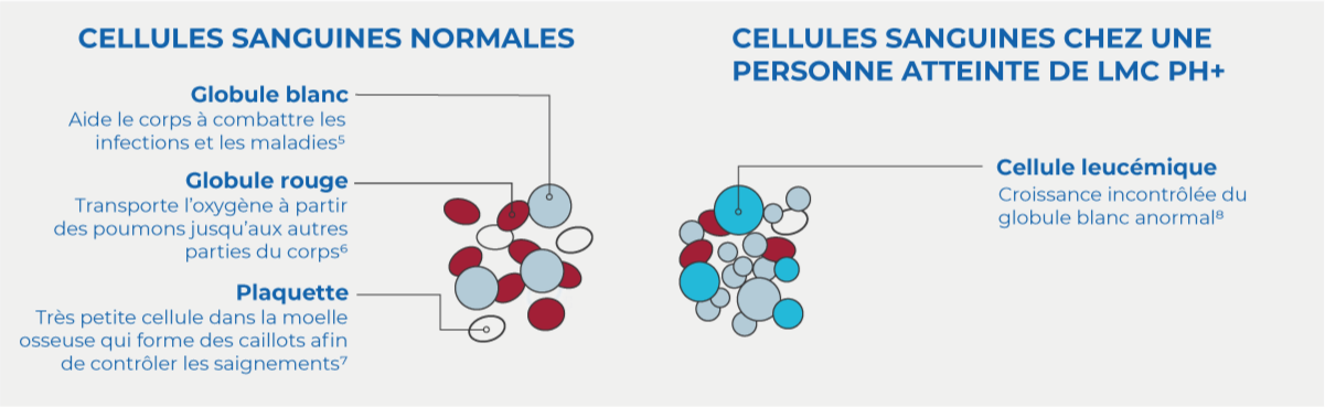 cellules sanguines